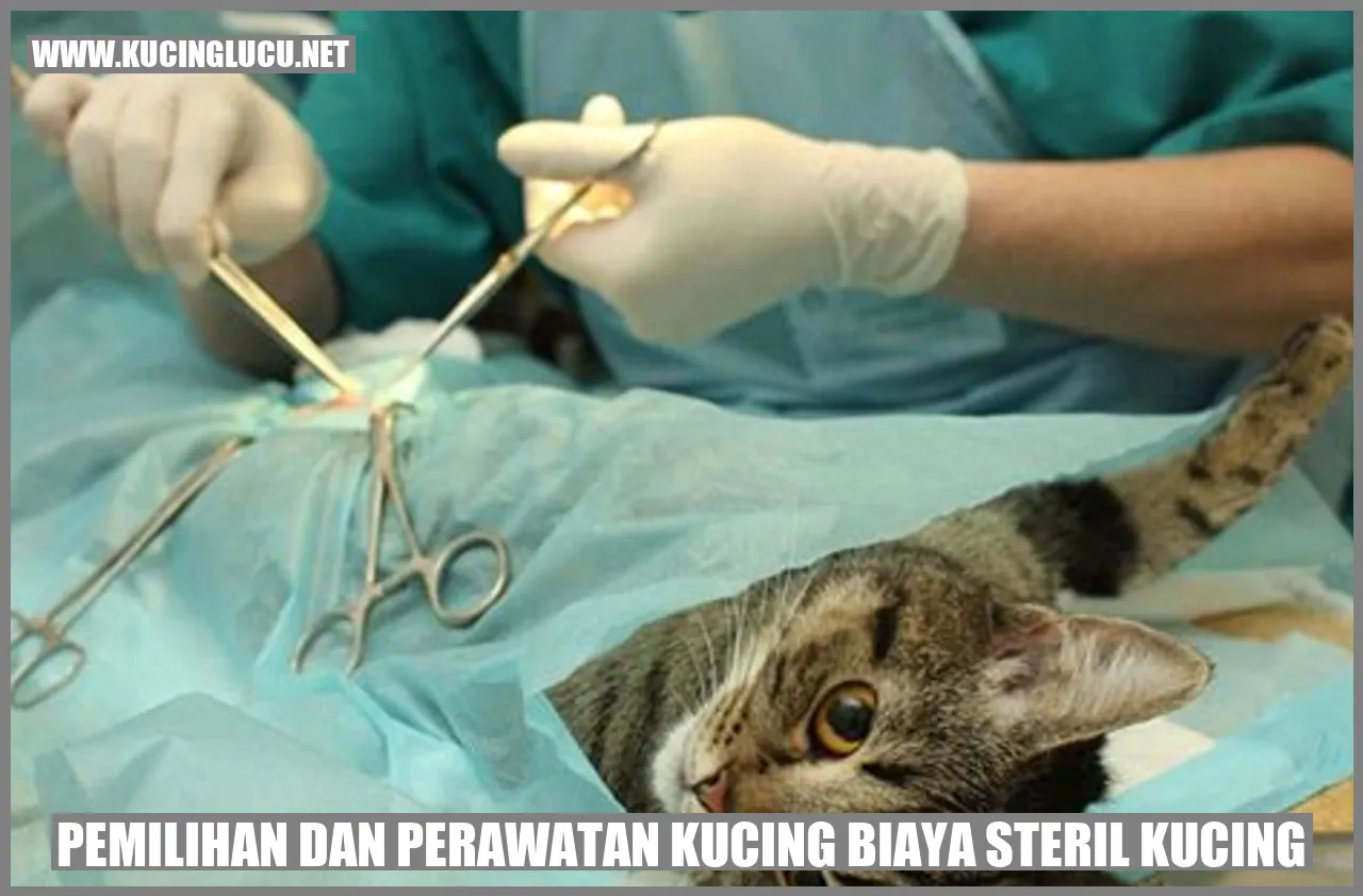 Gambar Kucing