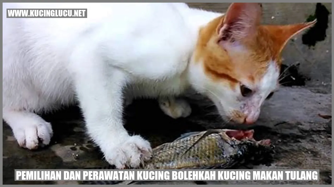 Gambar Kucing