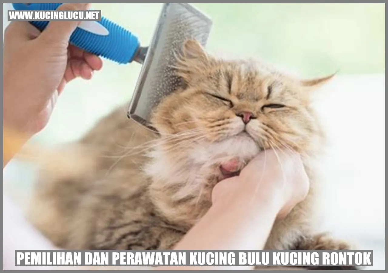 Kucing Bulu Kucing Rontok
