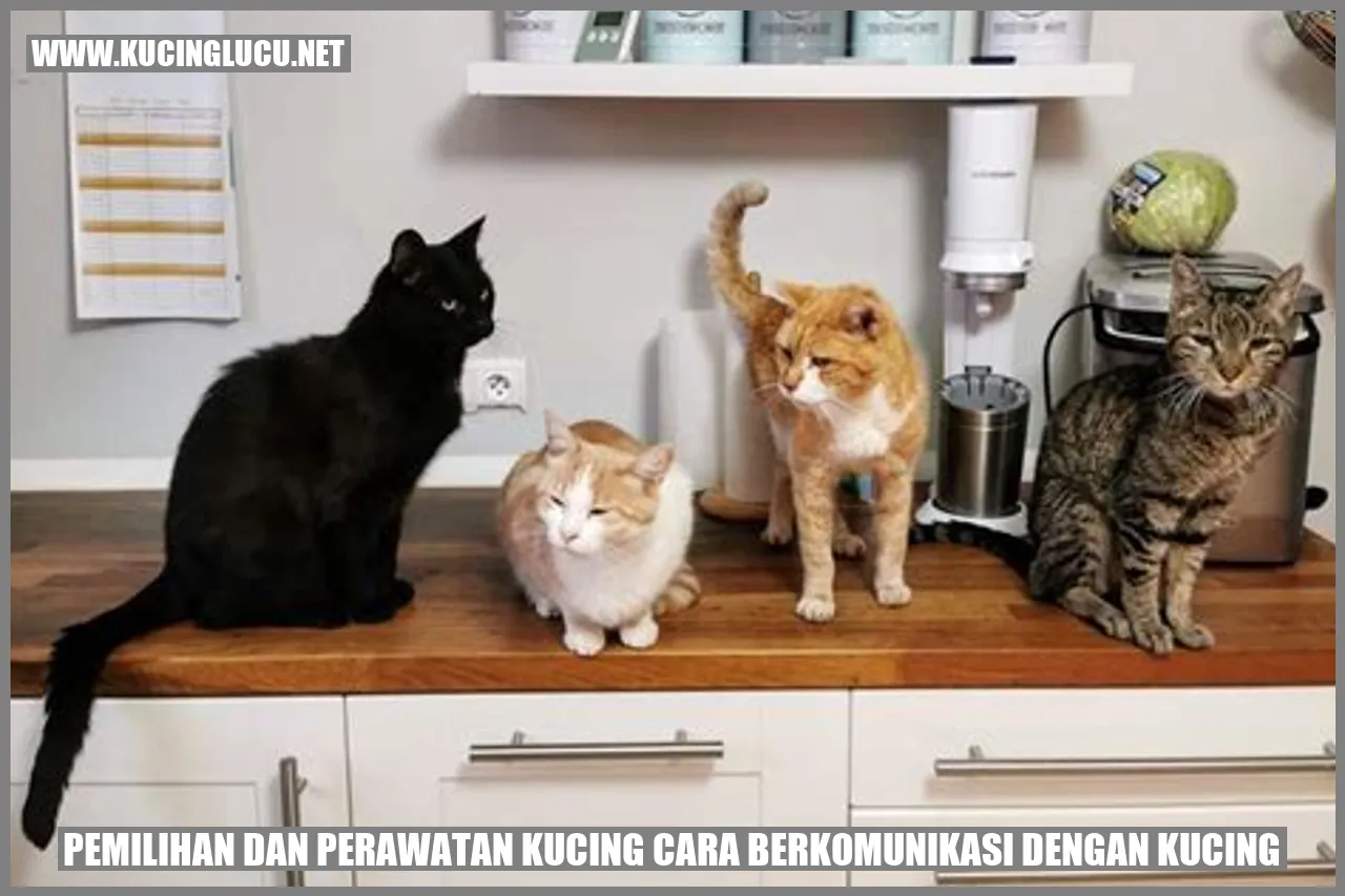 Gambar Kucing