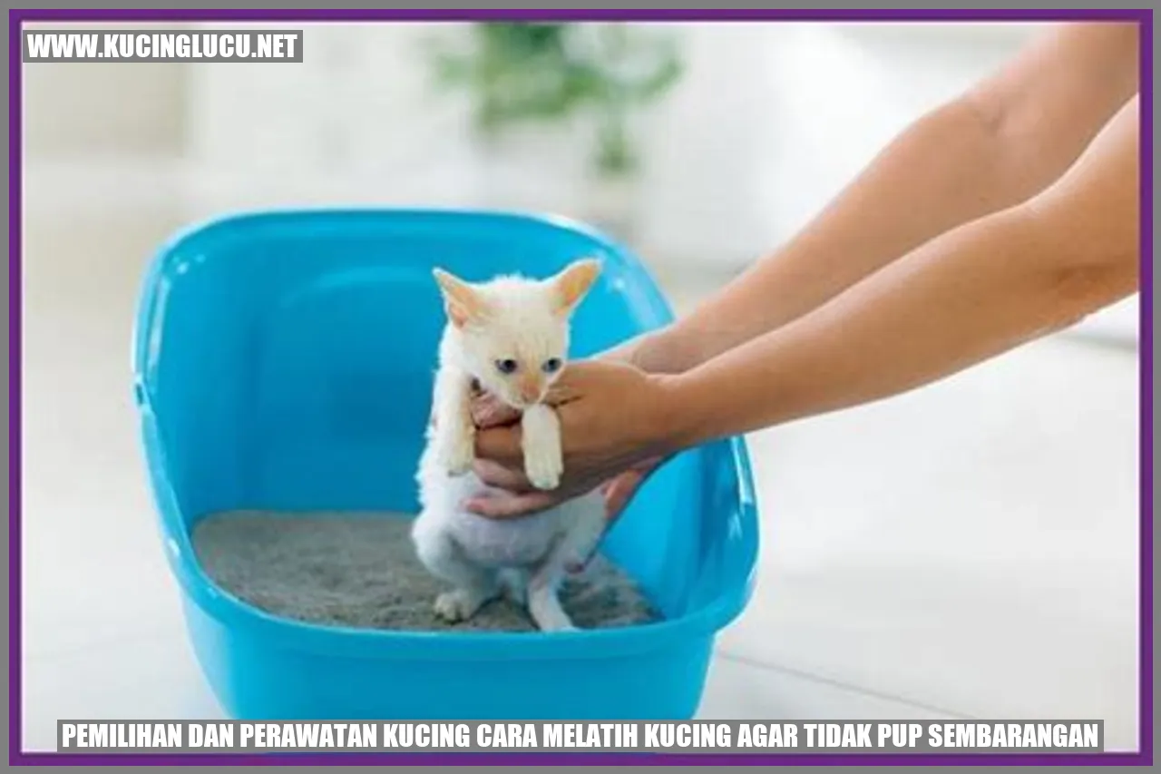Kucing yang Lucu