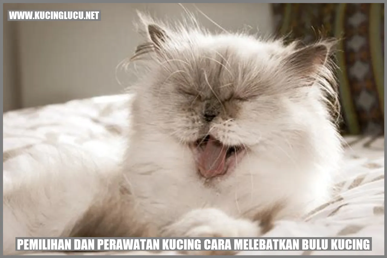 gambar kucing dengan bulu lebat