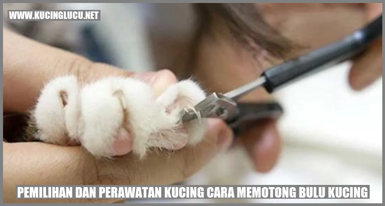 Gambar Kucing dengan Bulu Indah