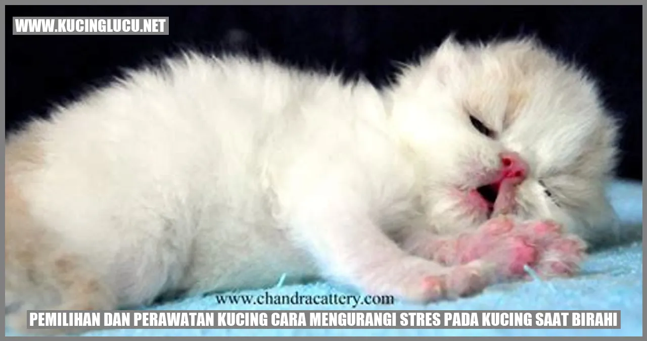 foto kucing