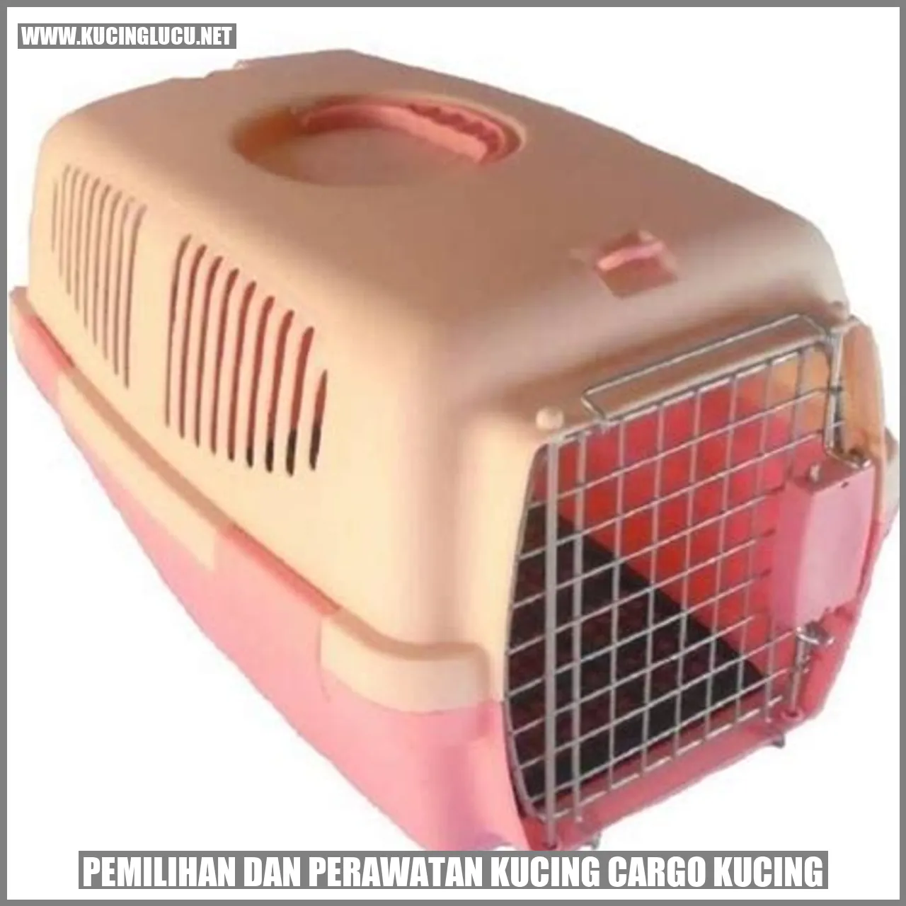 Pemilihan dan Perawatan Kucing Cargo