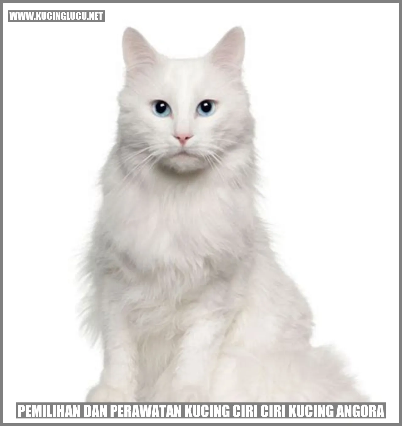 Gambar Kucing Angora