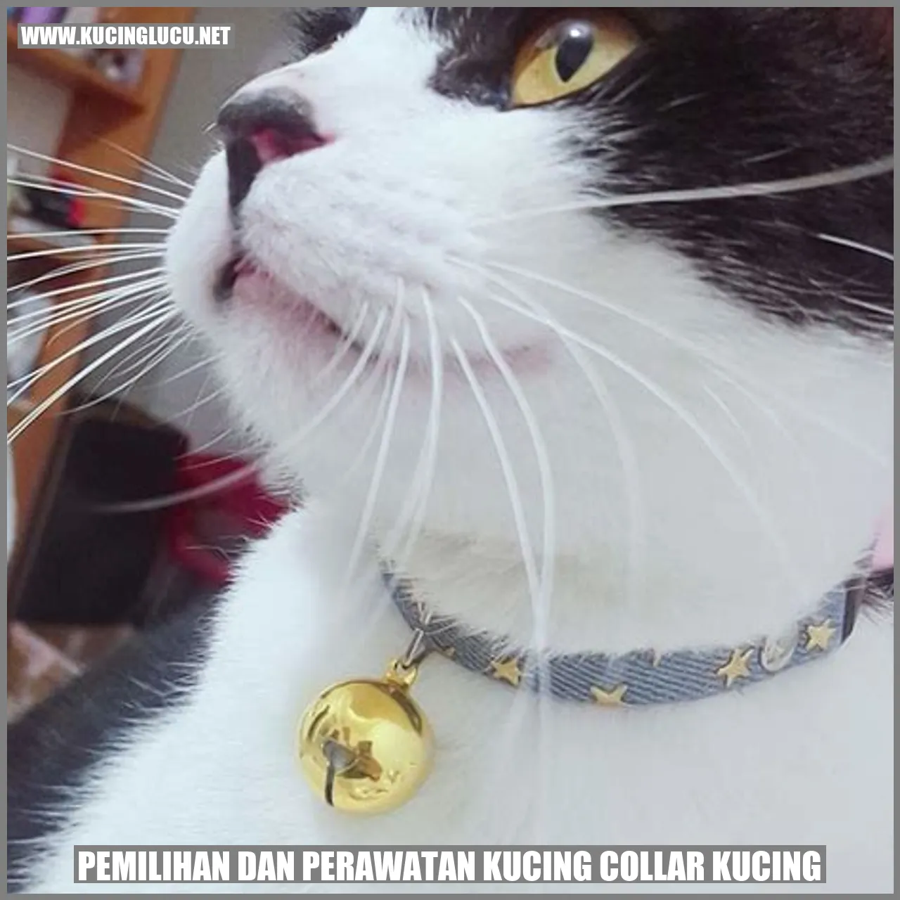 Collar Kucing