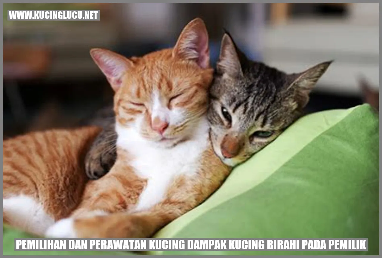 Seekor kucing yang lucu.