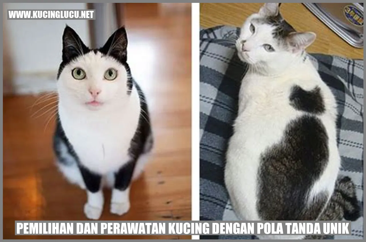 Kucing dengan Corak Tanda Khas