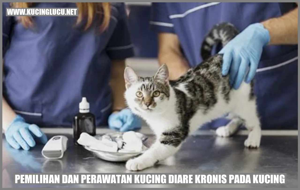 Gambar Kucing yang Sedang Bermain