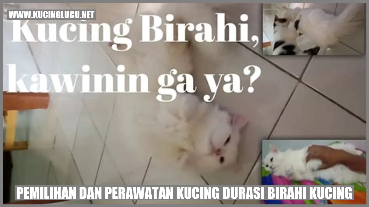 Pemilihan dan Perawatan Kucing Durasi Birahi Kucing