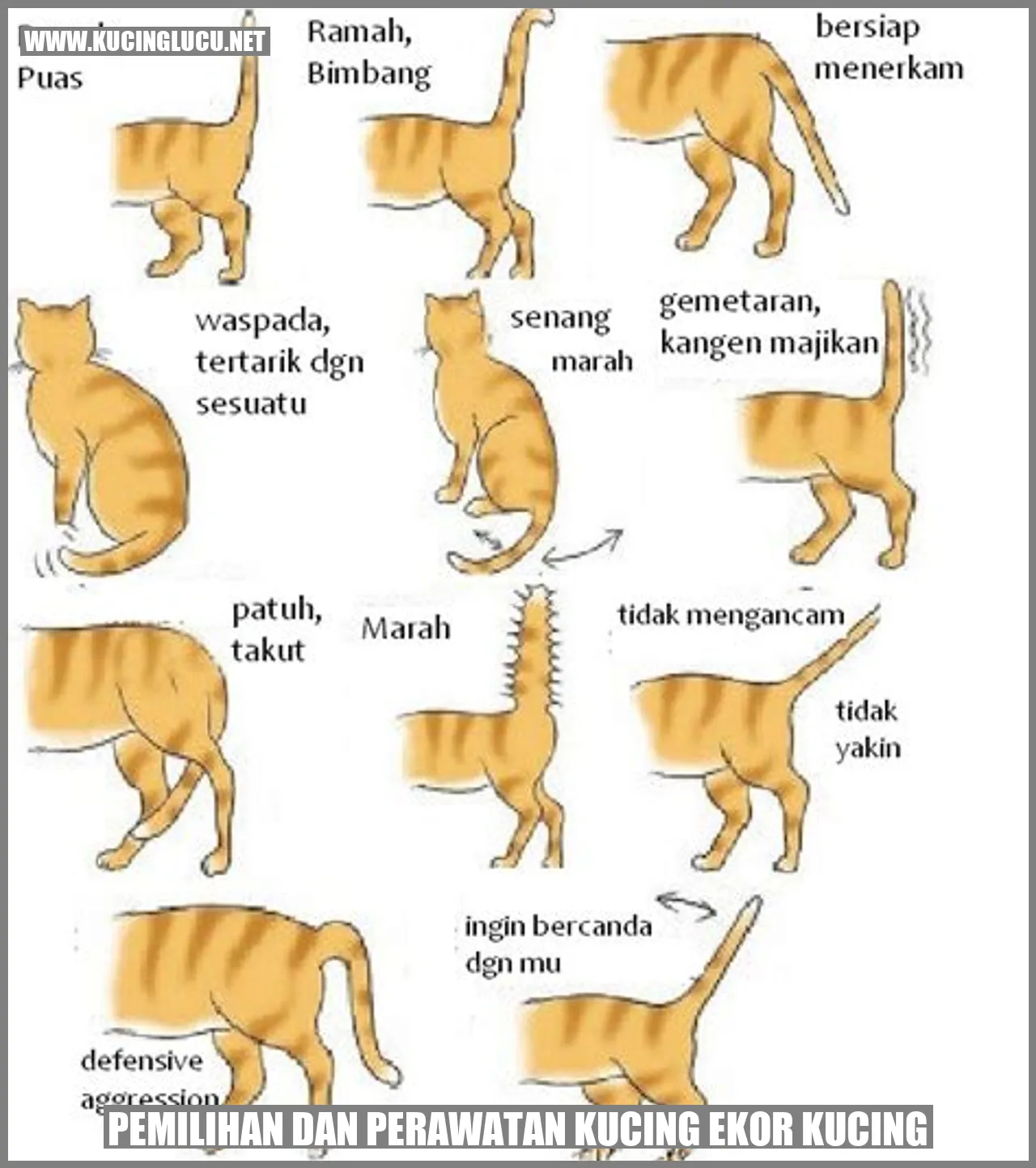Gambar kucing ekor panjang