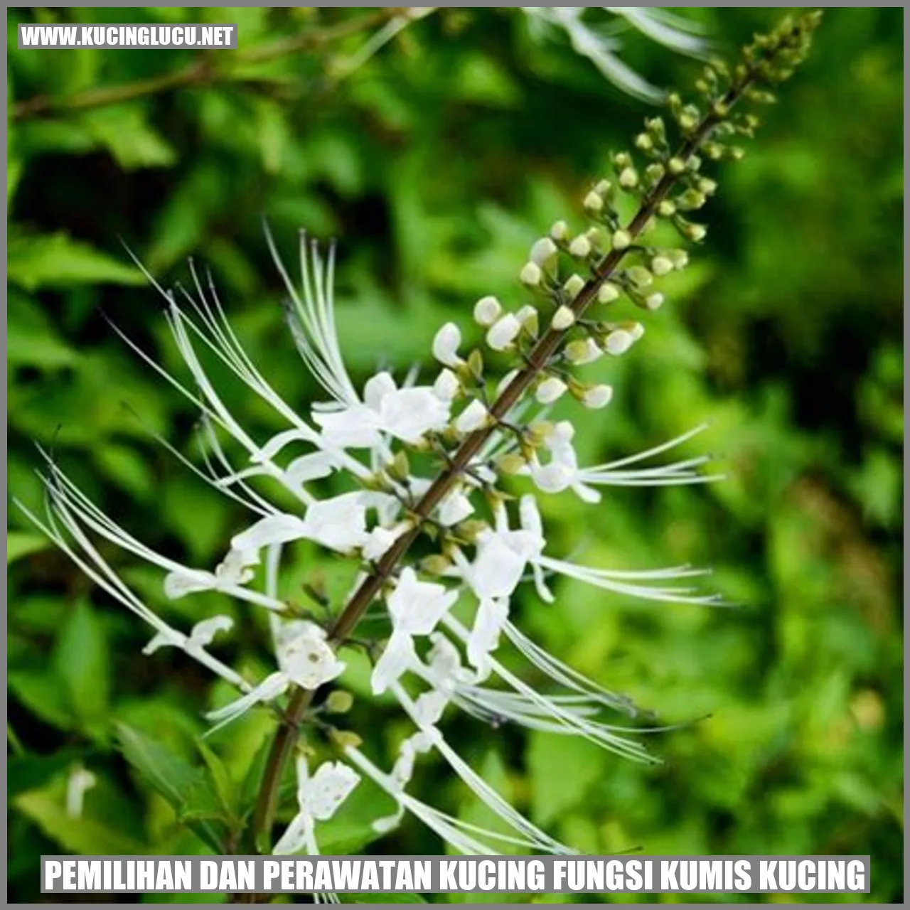 Gambar Kucing dengan Kumis
