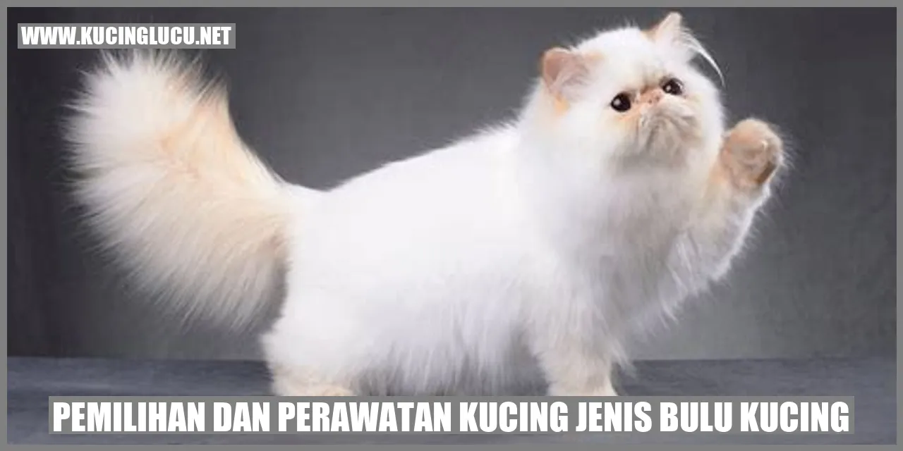 Kucing jenis bulu kucing