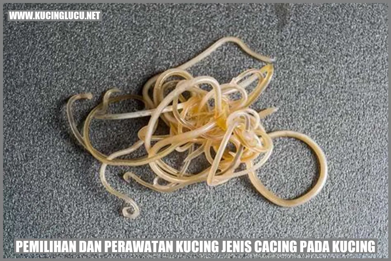 Gambar Kucing Sehat