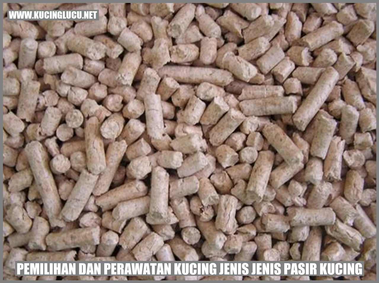 gambar jenis pasir untuk kucing