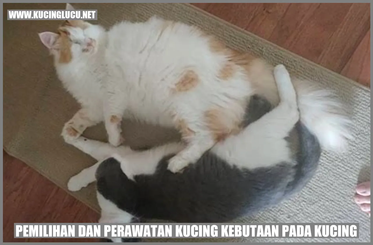 foto kucing buta