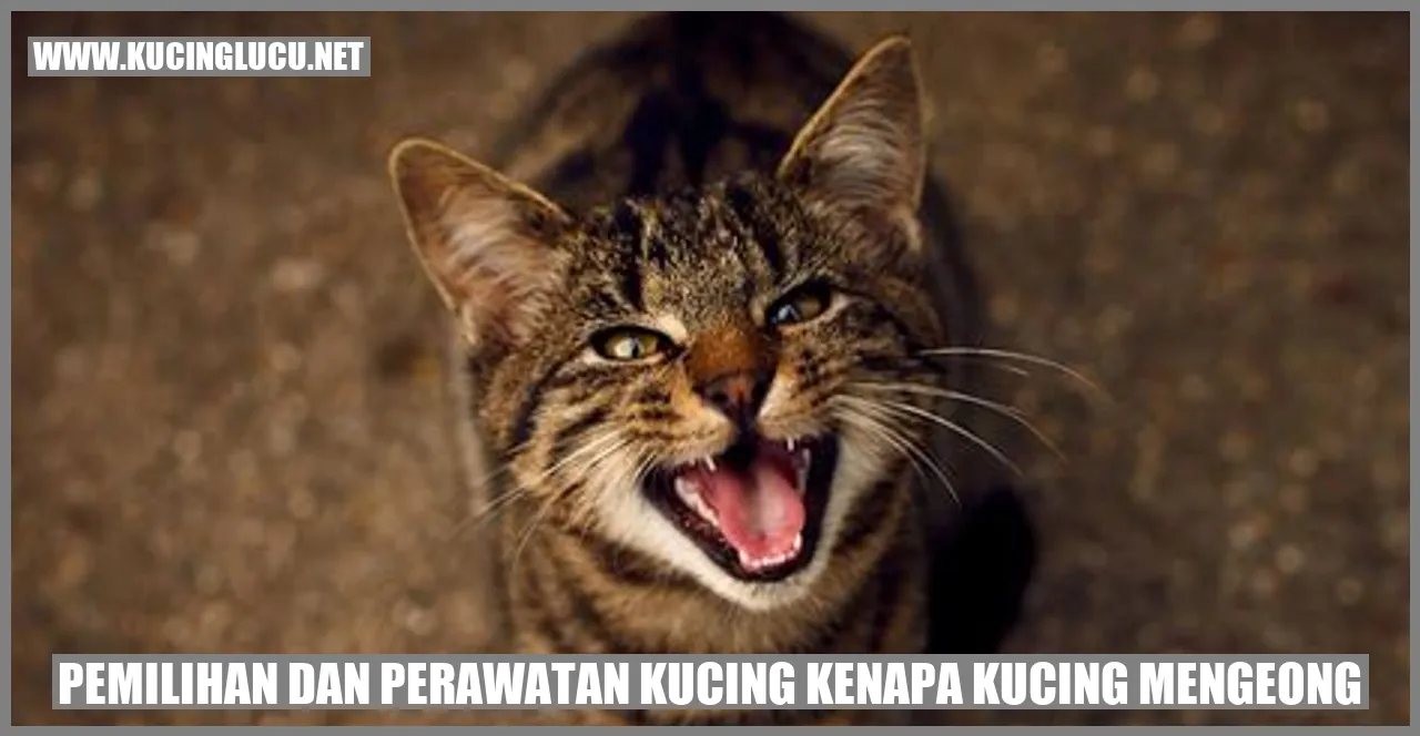 Gambar Kucing