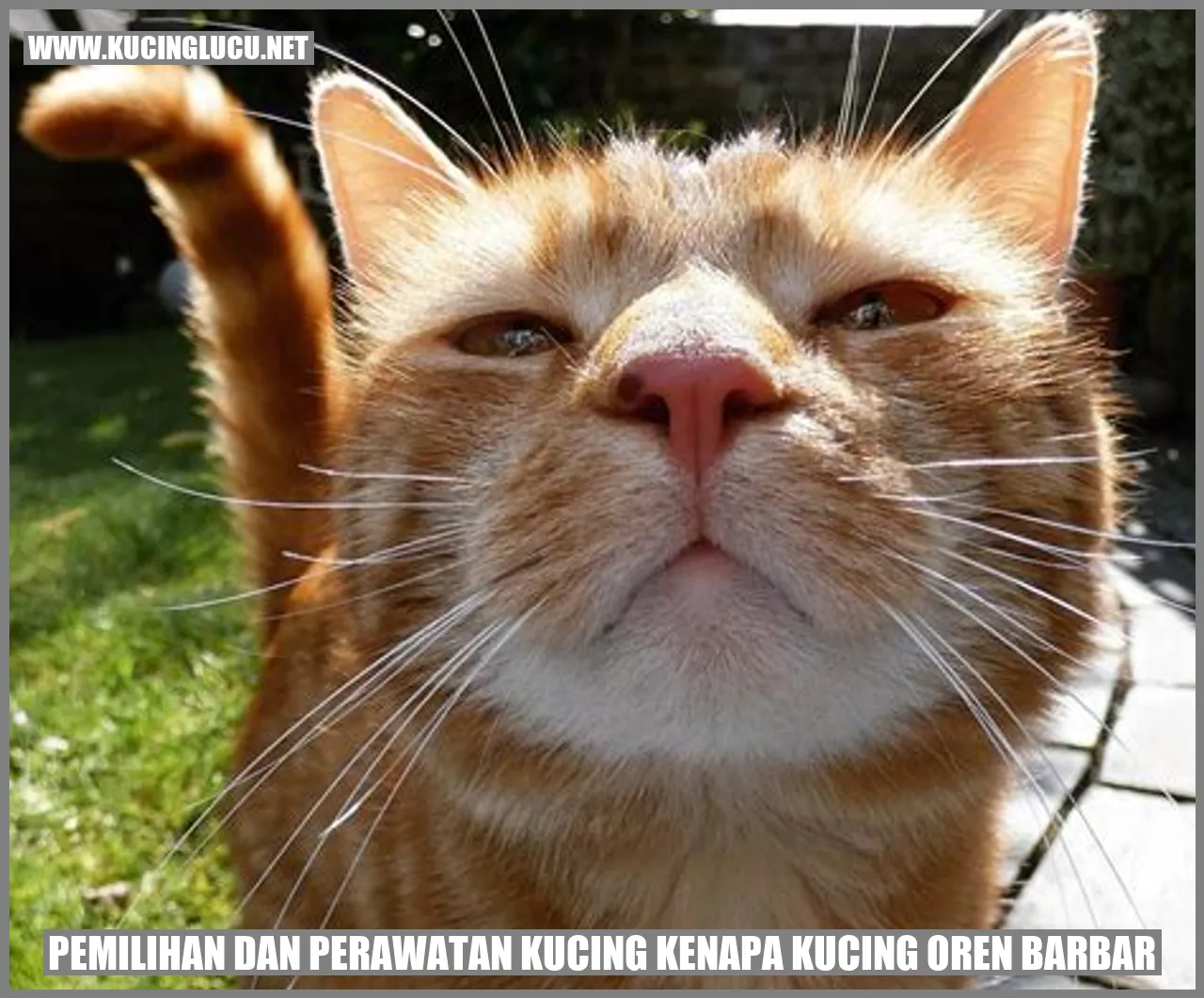 kucing oren