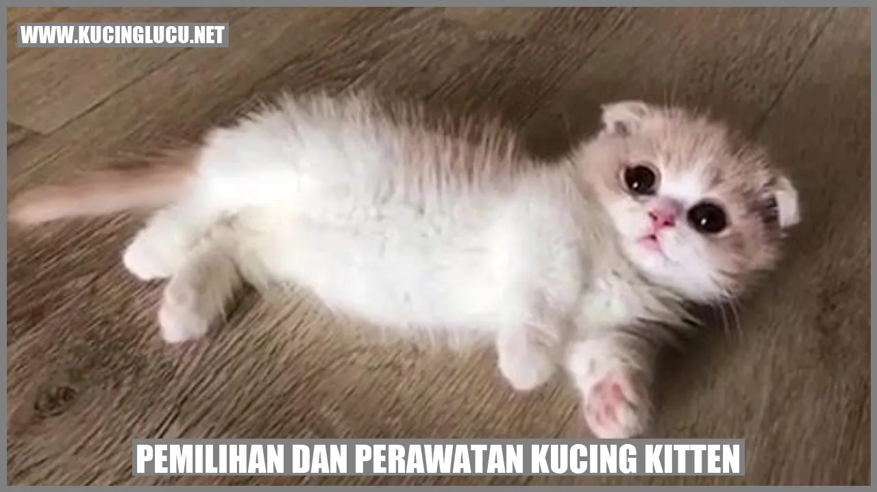 Kucing Kitten