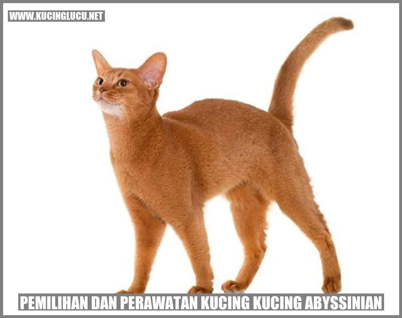 Kucing Abyssinian