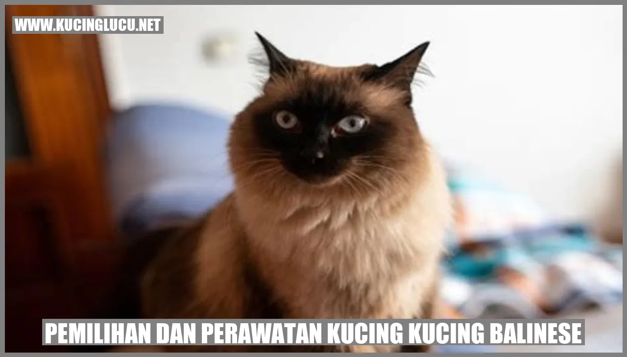 Kucing Balinese
