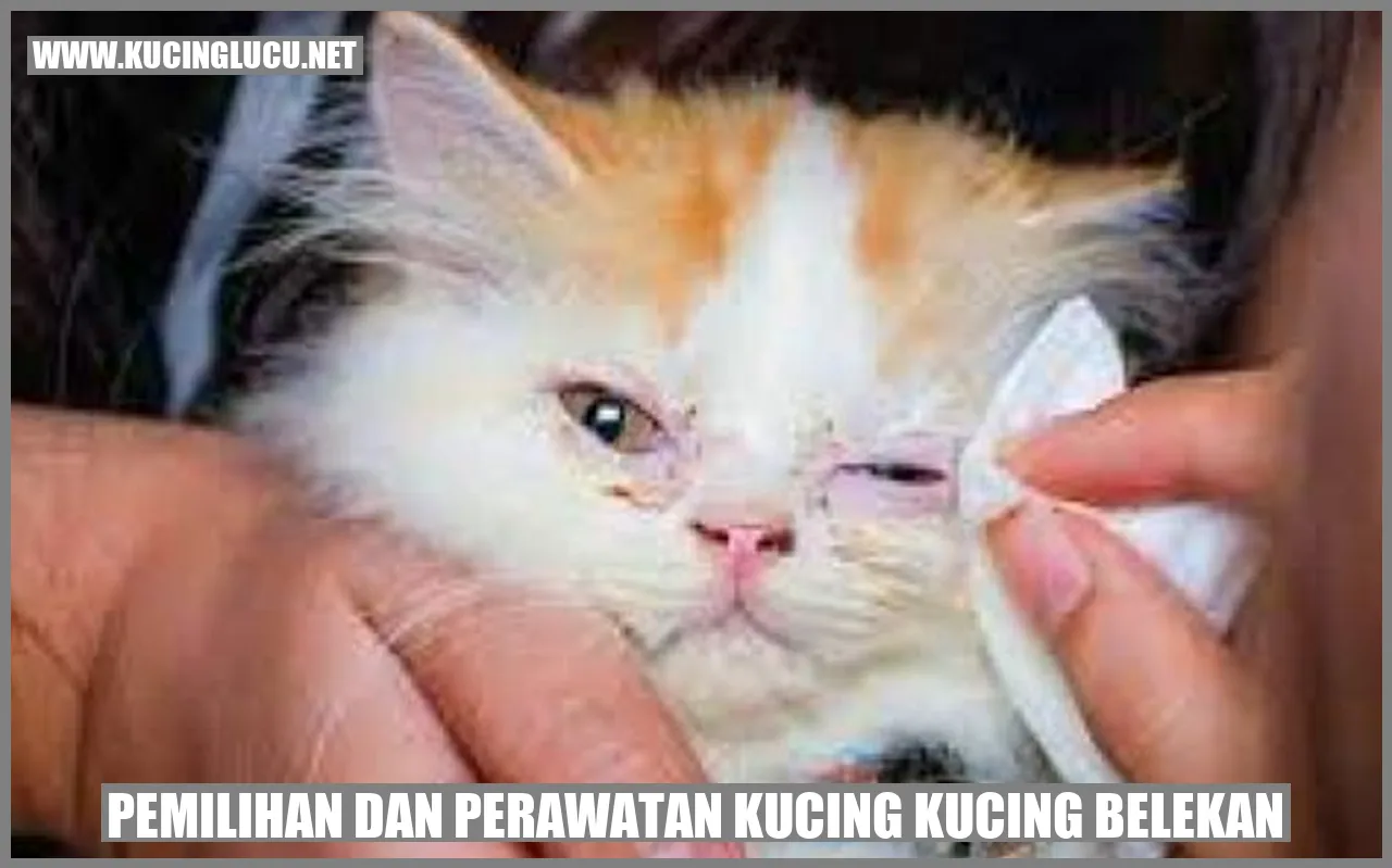 Kucing belekan