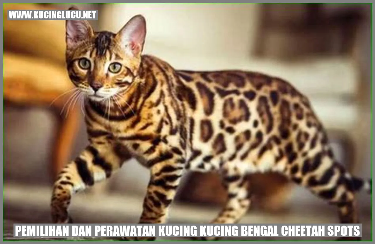 Kucing Bengal Cheetah Spots