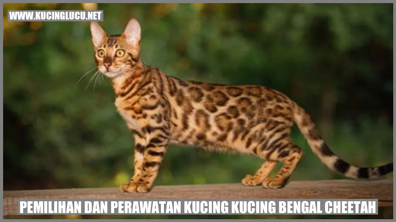 Kucing Bengal Cheetah