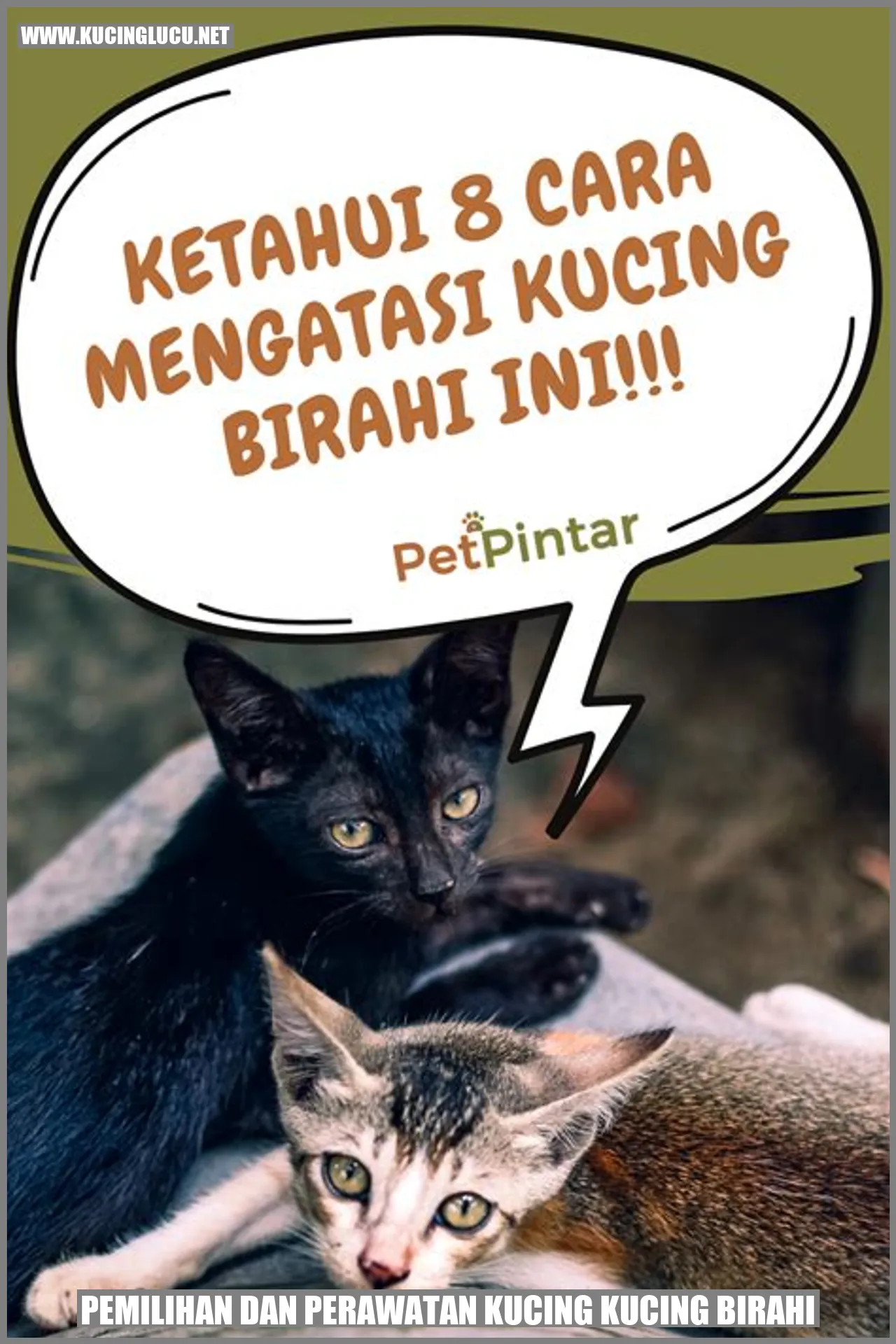 Kucing Birahi