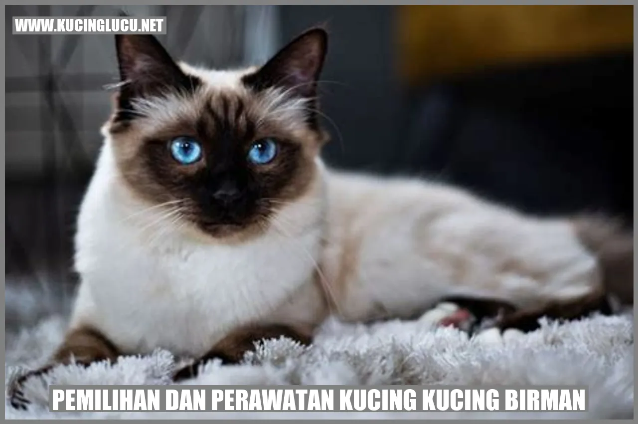 Kucing Birman