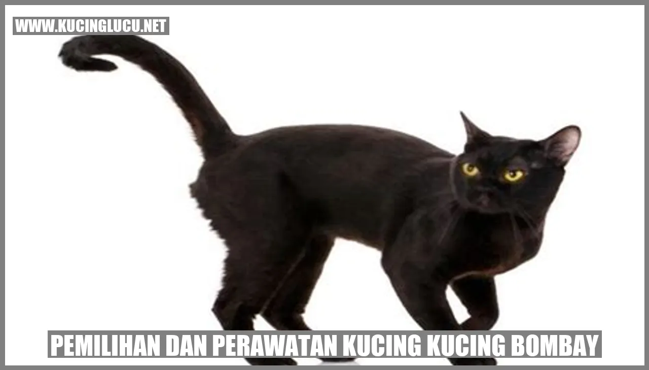 Kucing Bombay yang Elegan