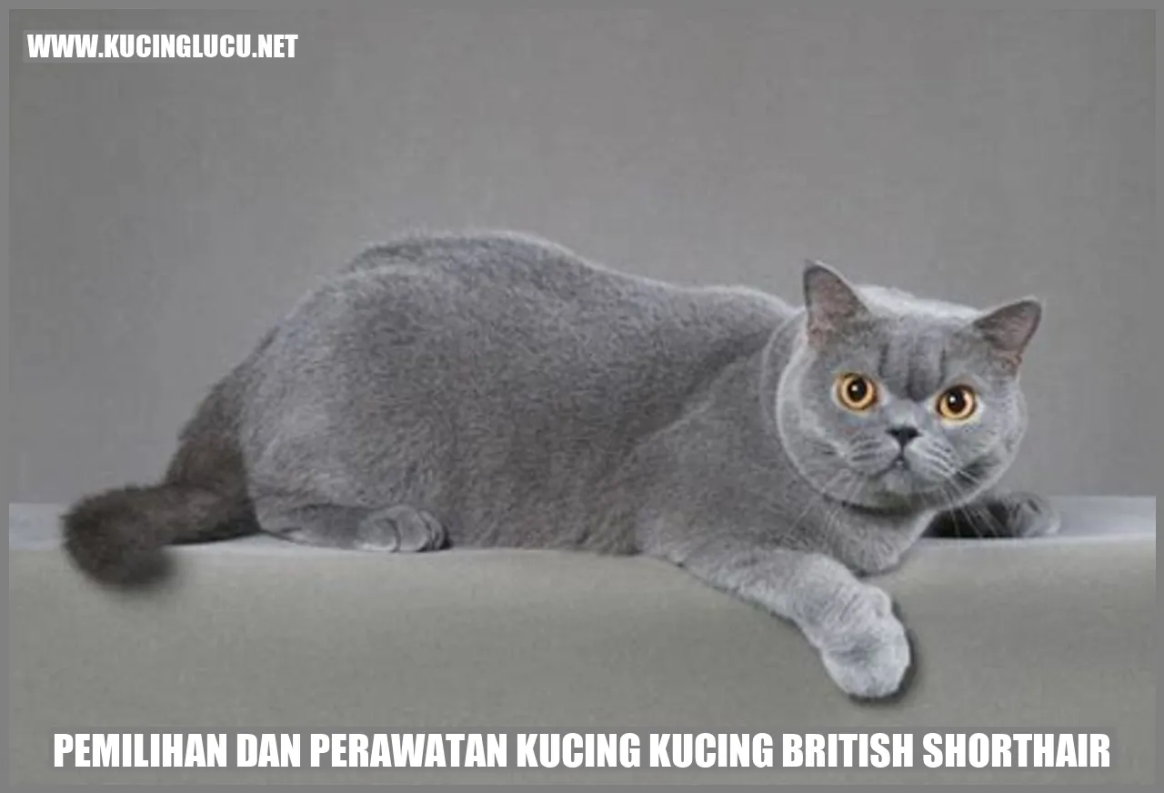 Kucing British Shorthair