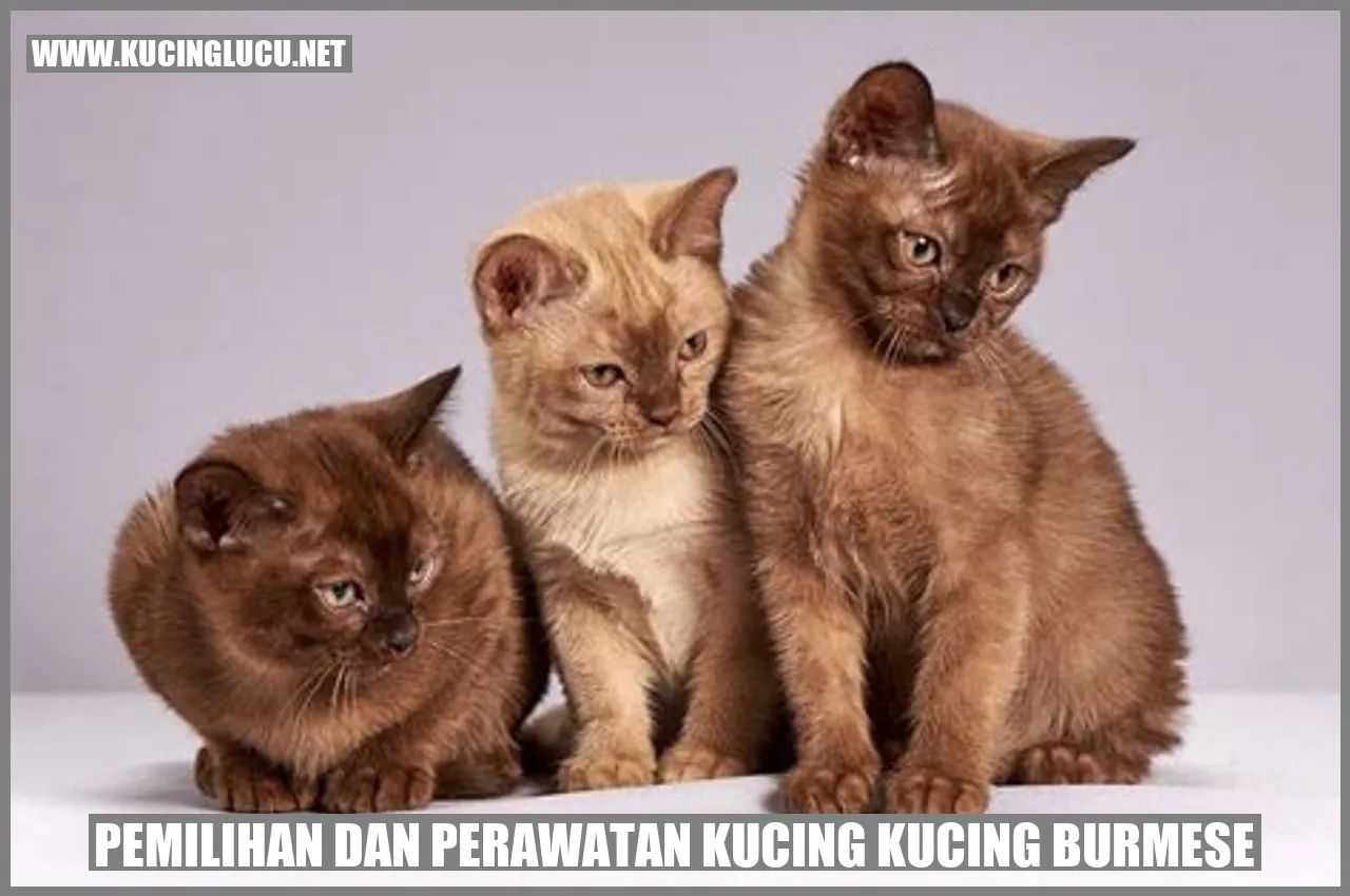 Kucing Burmese