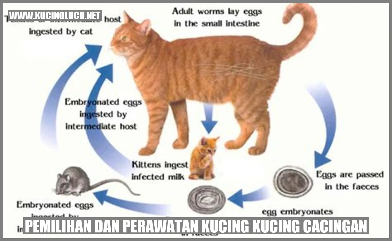 Gambar kucing sehat