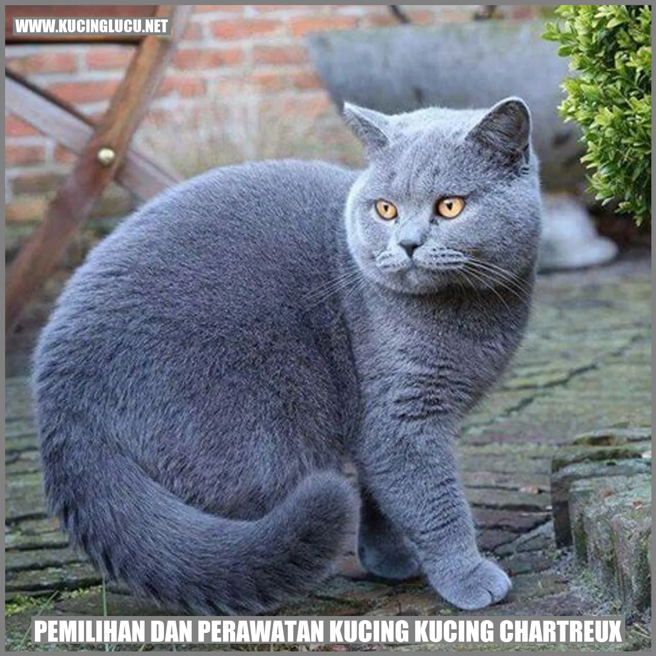 Kucing Chartreux