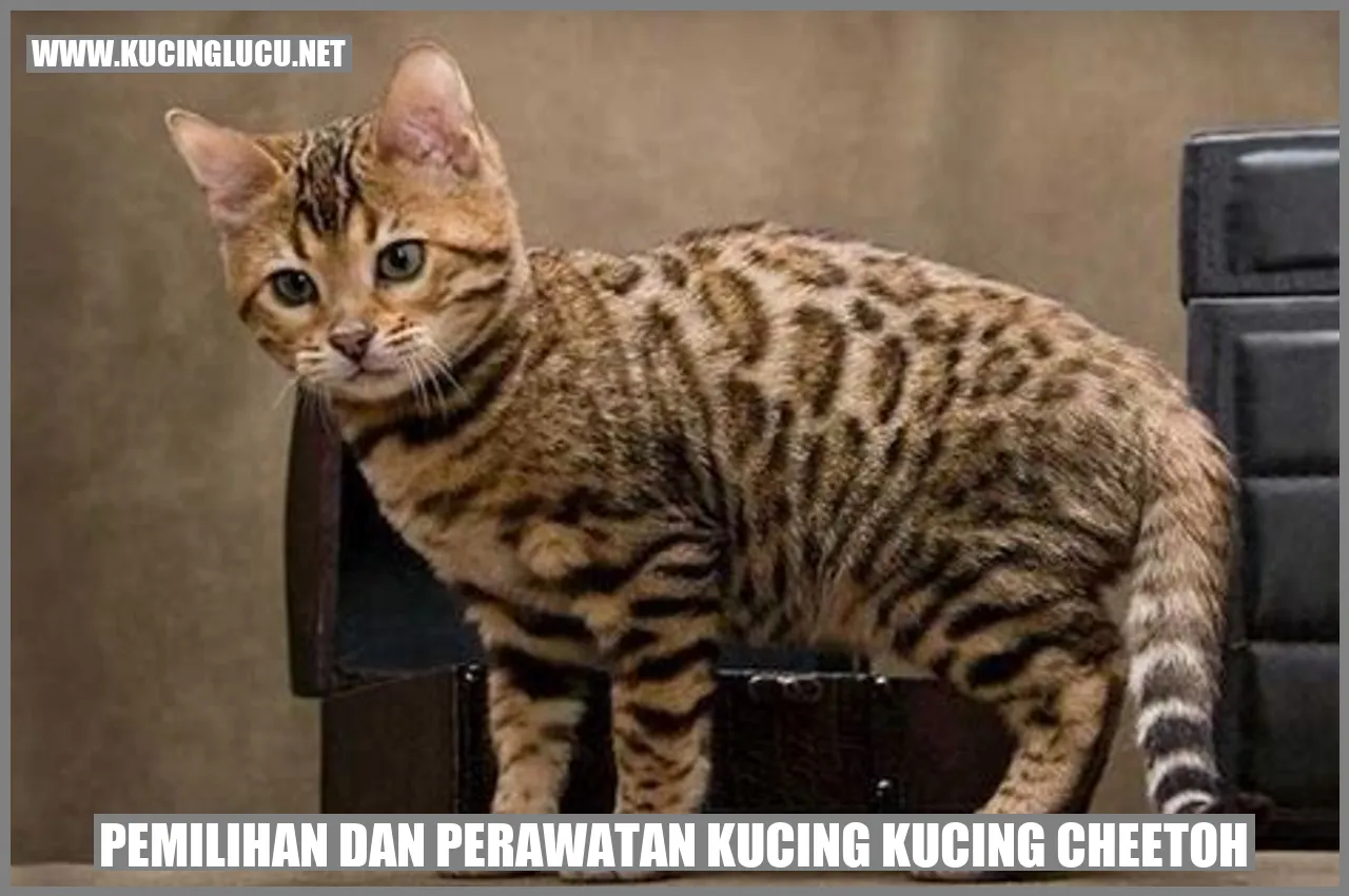 Gambar Kucing Cheetoh