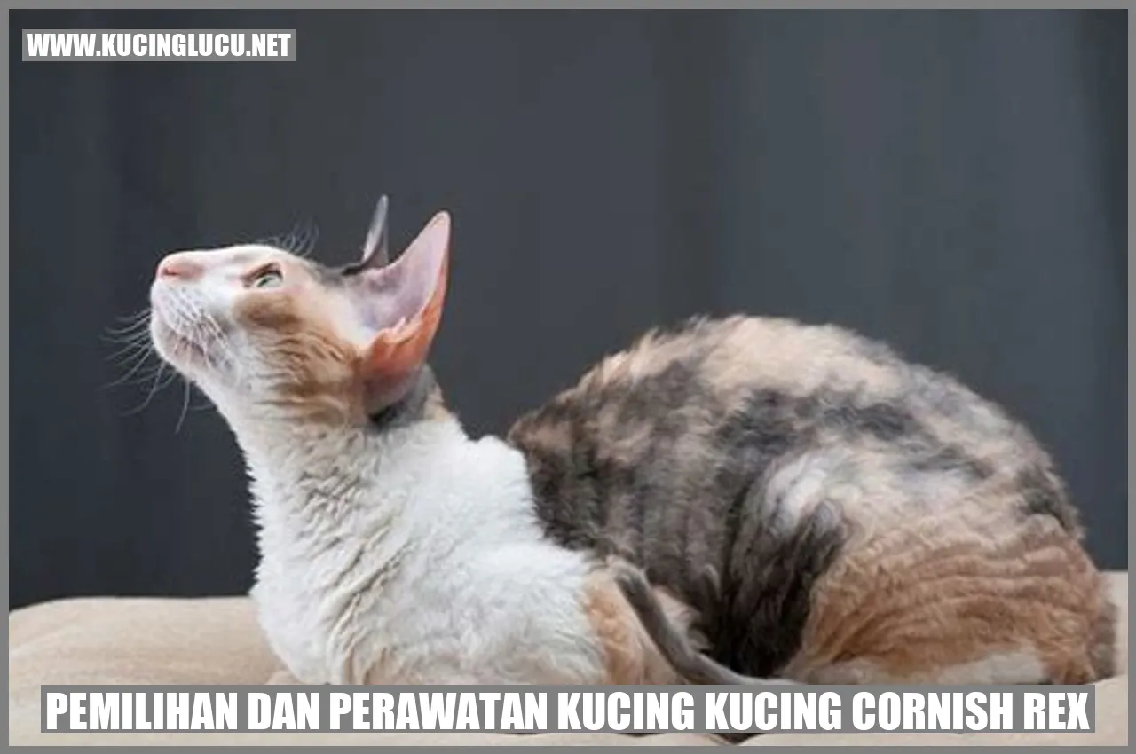 Kucing Cornish Rex
