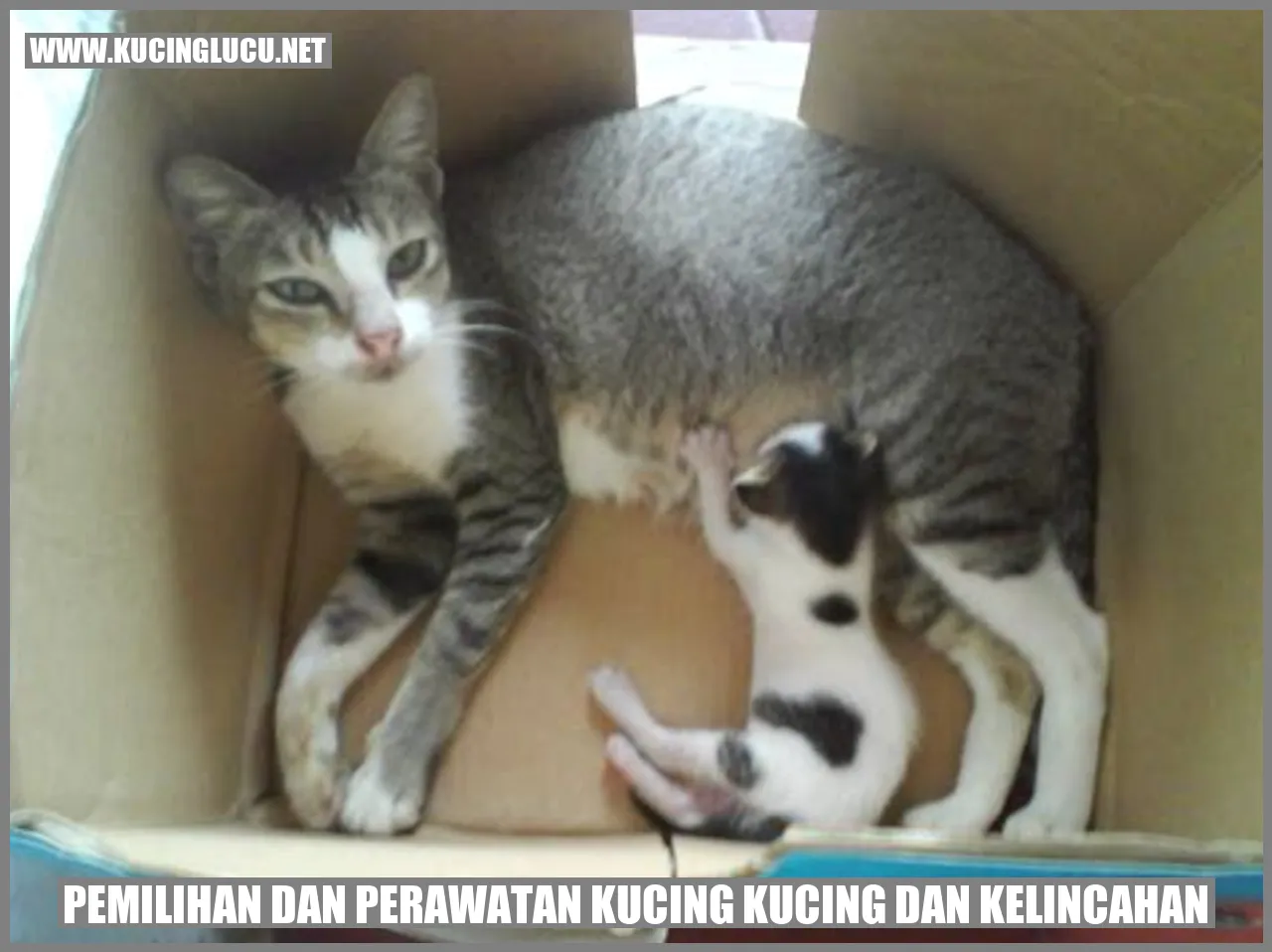 Pemilihan dan Perawatan Kucing Kucing dan Kelincahan