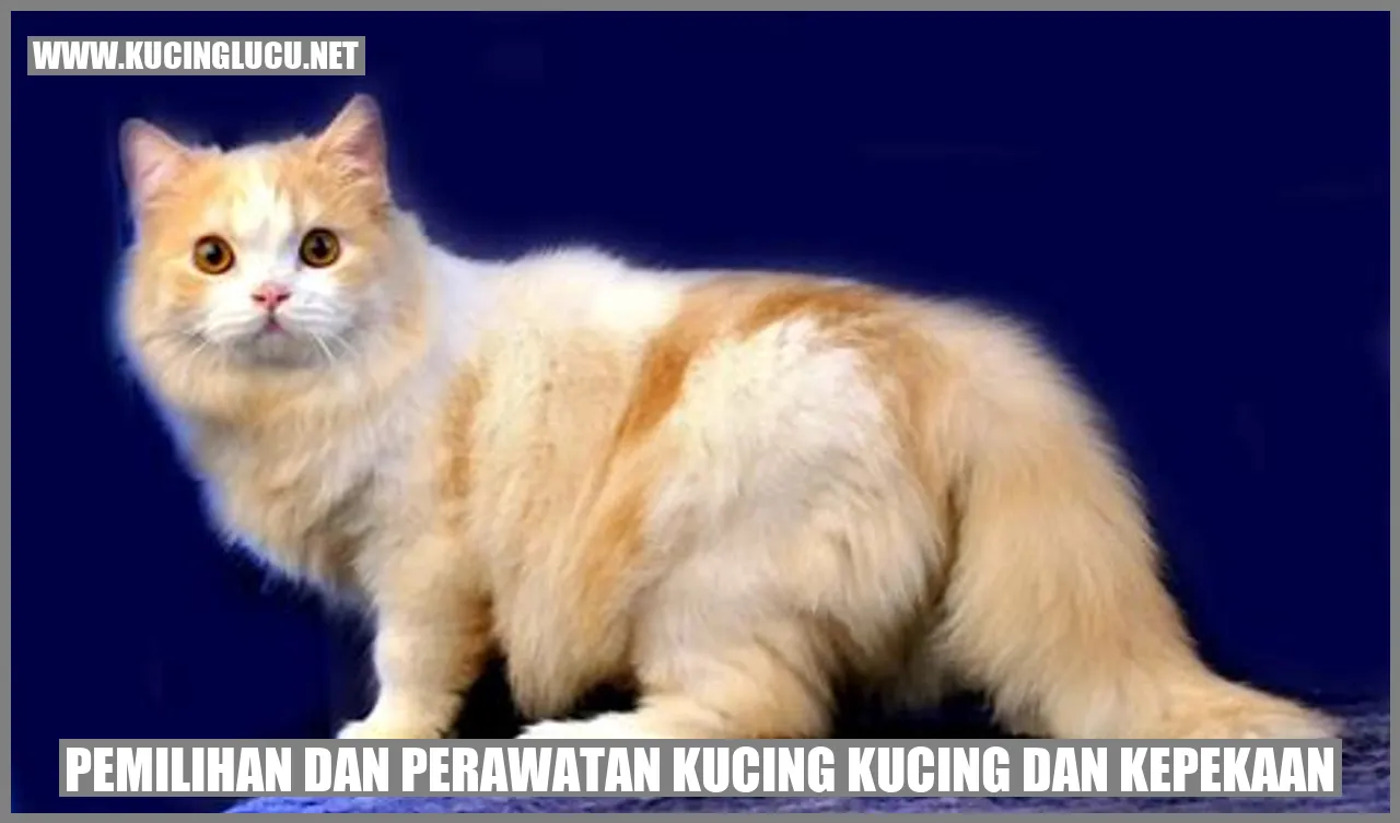 Kucing dan Kepekaan