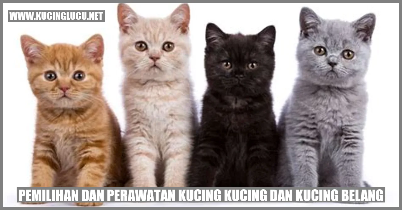 Kucing