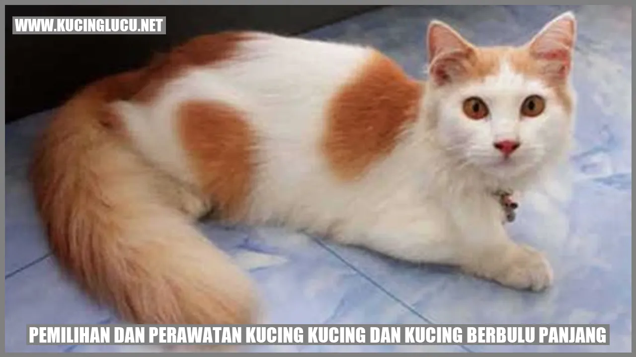 Kucing berbulu panjang