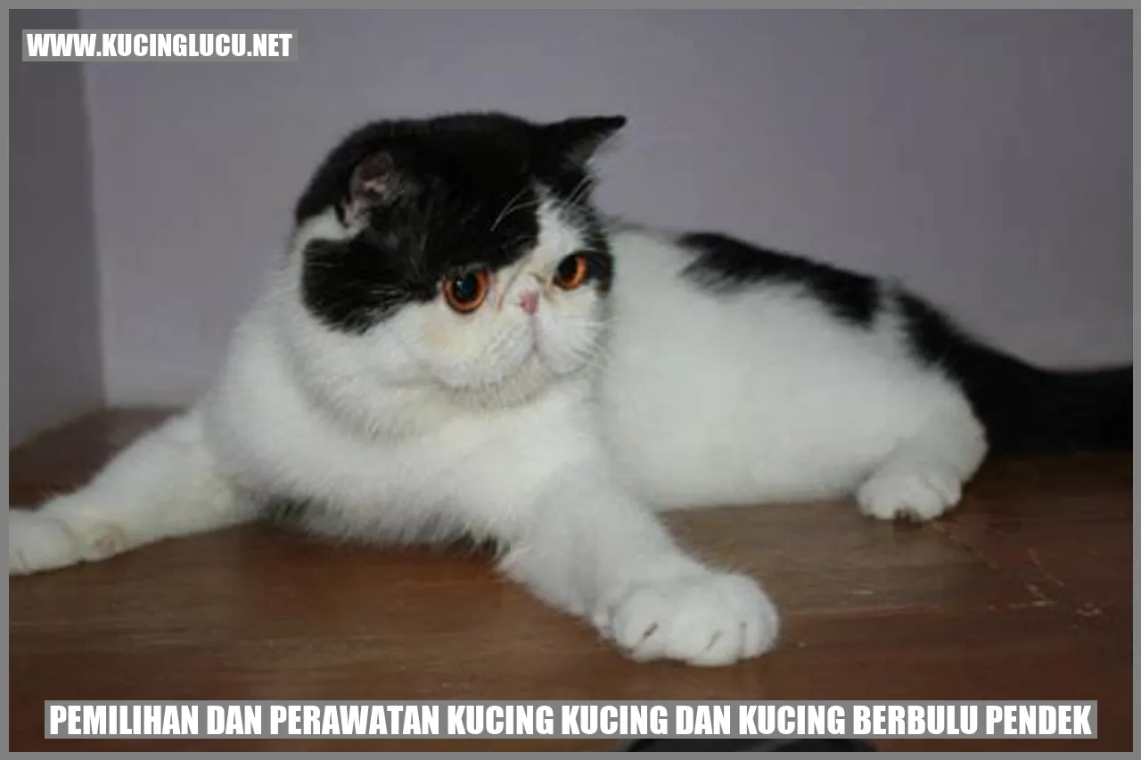 Kucing Berbulu Pendek