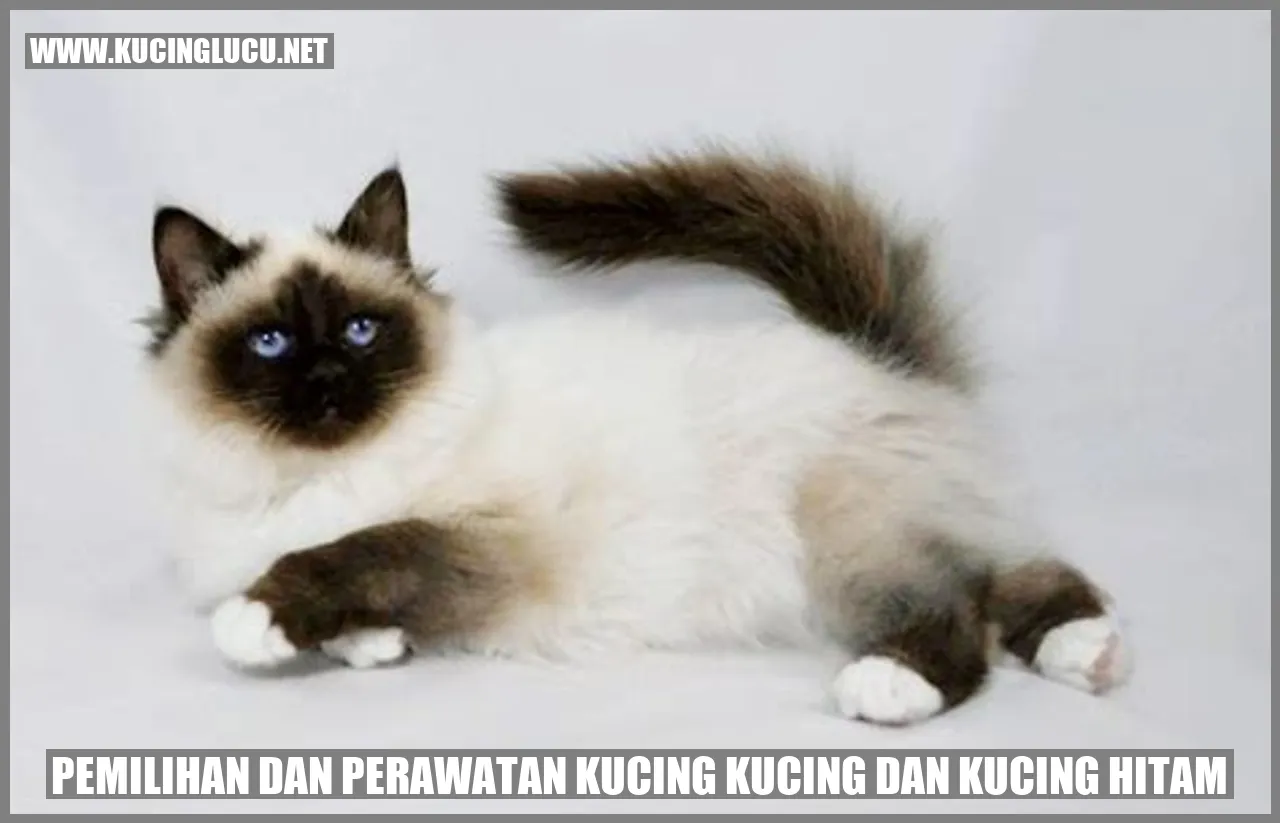 Gambar kucing hitam yang menggemaskan