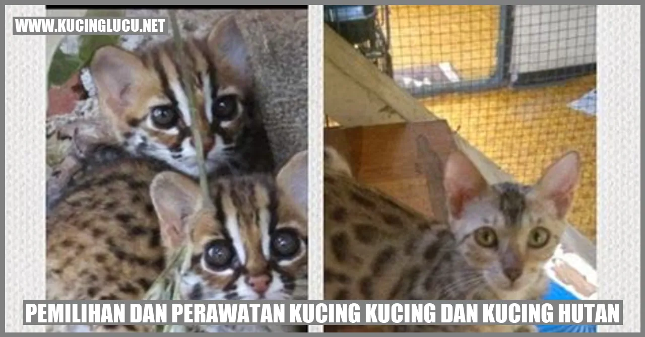 Gambar kucing