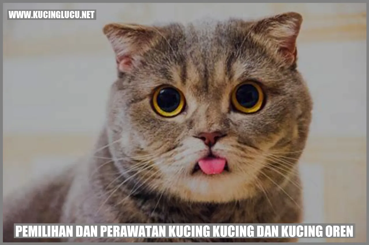 Kucing Oren