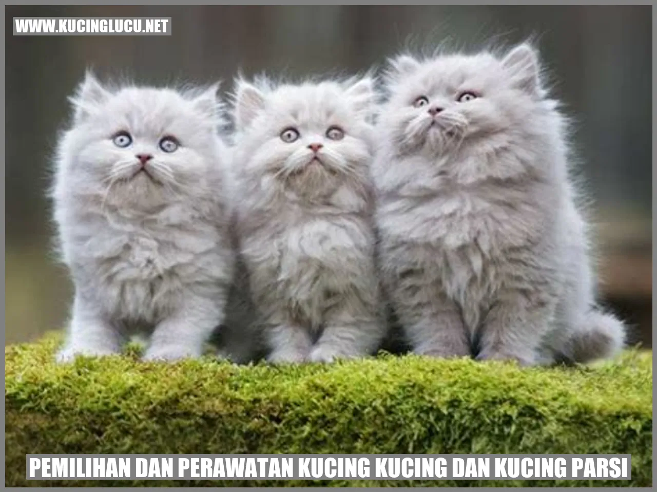 Gambar kucing
