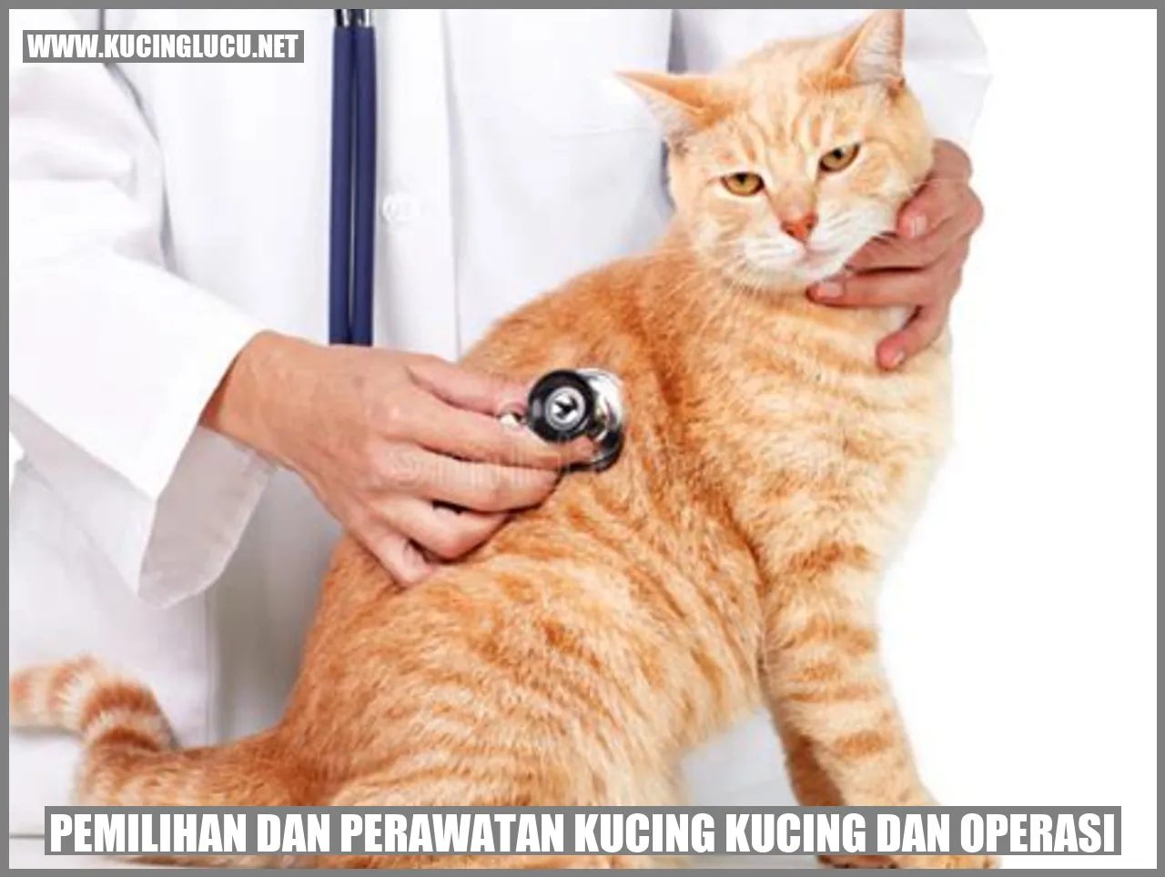 Gambar seekor kucing