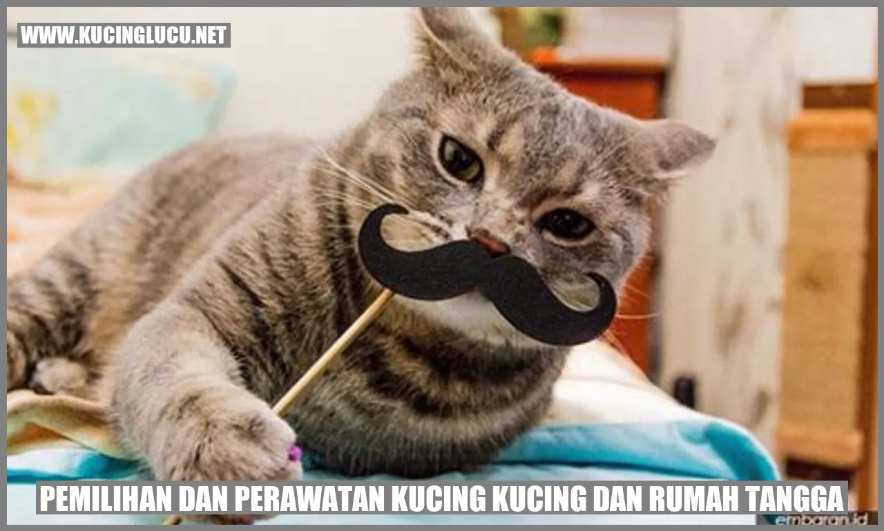 Kucing di dalam rumah