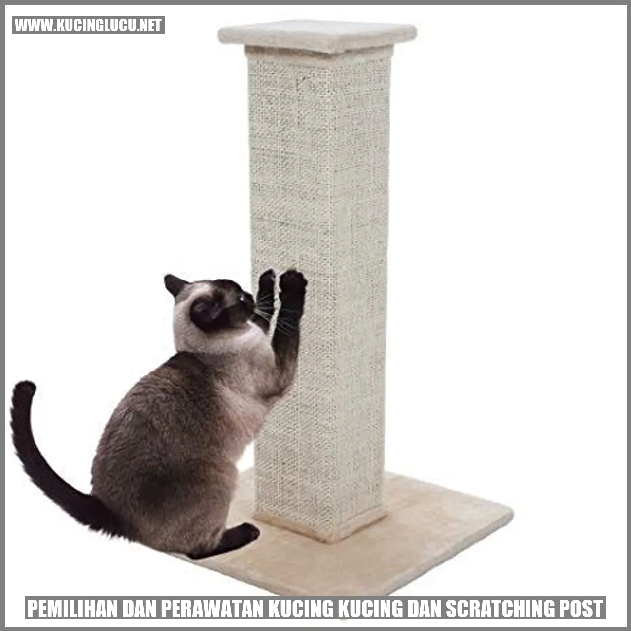 Kucing dan scratching post